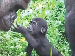Baby gorilla meets daddy for the first time
