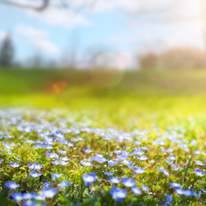 σπριν ανοιξι λοθλοθδια