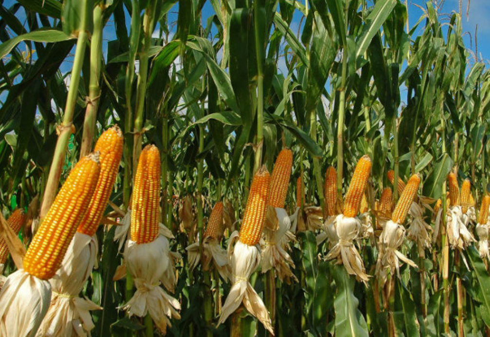 kalampoki corn1