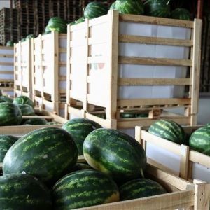 watermelon exports agro karpouzi