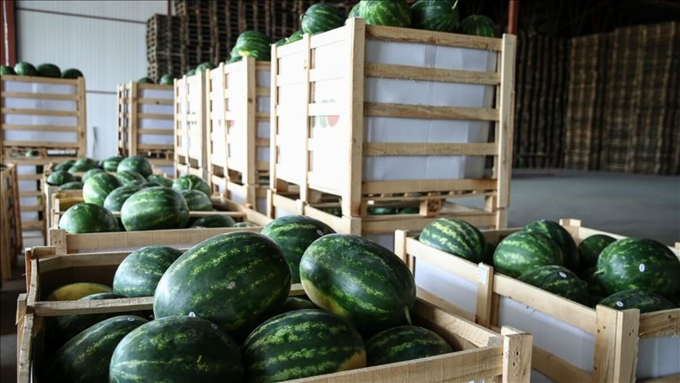 watermelon exports agro karpouzi