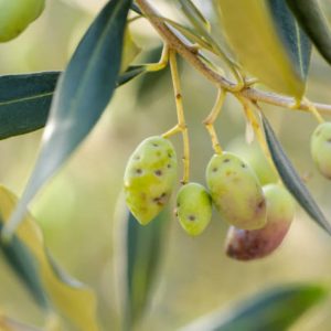 dacus oleae insect holes on olives fruits