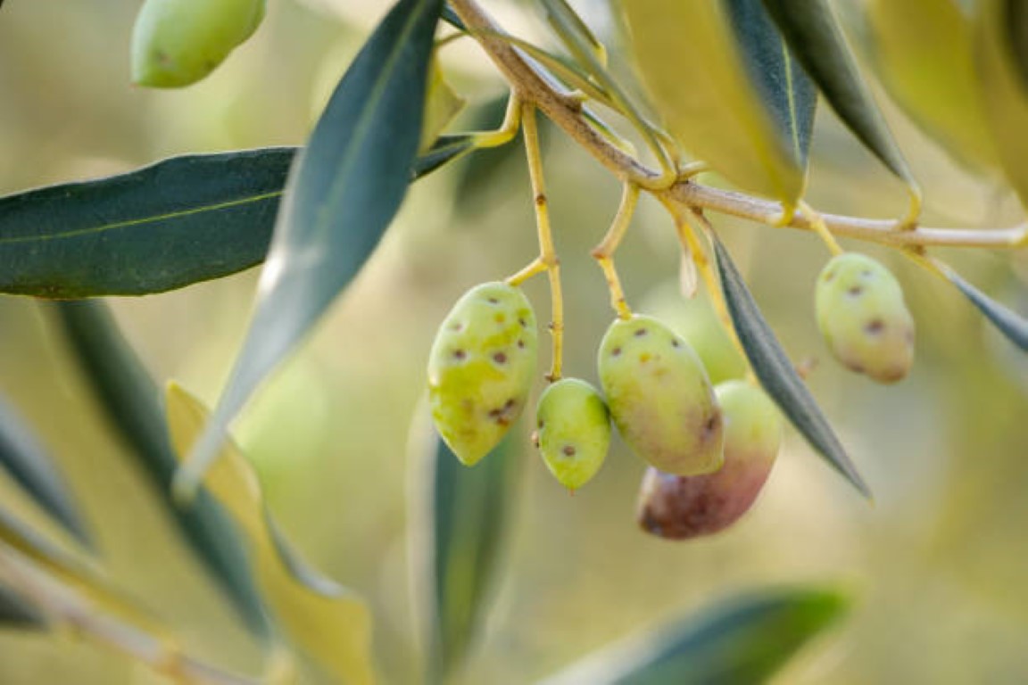 dacus oleae insect holes on olives fruits