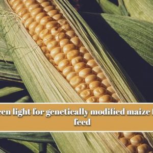 eu green light for genetically modified maize for animal feed