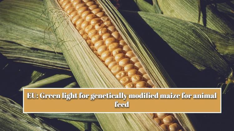 eu green light for genetically modified maize for animal feed