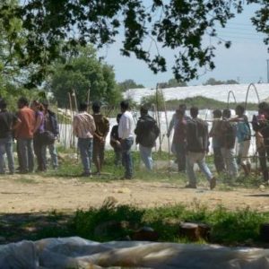 metanastes allodapoi ergatess