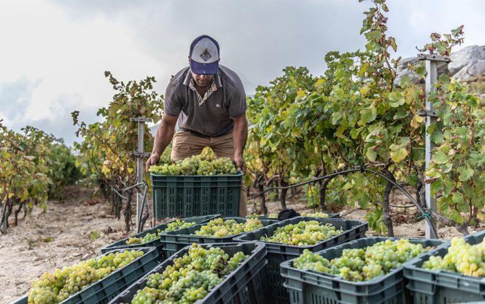 Trugos stafylia ampeli