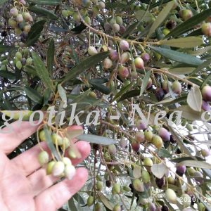 elia karpos agrotikanea