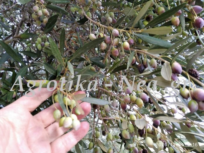 elia karpos agrotikanea