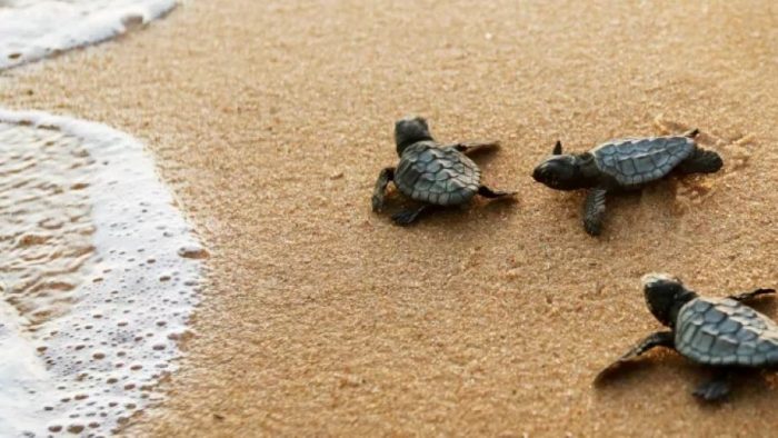 xelona caretta caretta