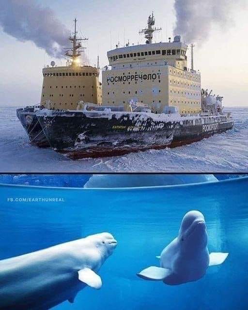 beluga operation