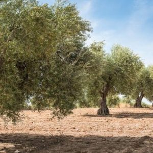 ANOMBRIA 1 elies elaiostasi