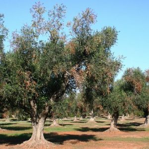eleies jeramenes xeramenes anomvria