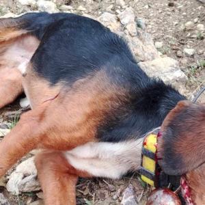 Στιγμιότυπο οθόνης 2024 11 18 084527 1024x686