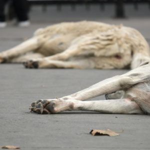 Two stray dogs sleeping on pavement in Istanbul