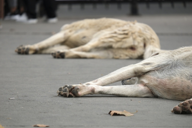 Two stray dogs sleeping on pavement in Istanbul