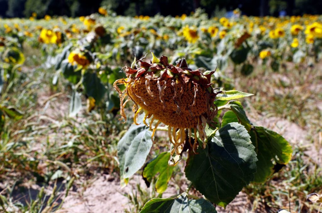 agrotes zimia xeirasia jirasia