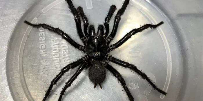 big boy araxni 8.jpg
