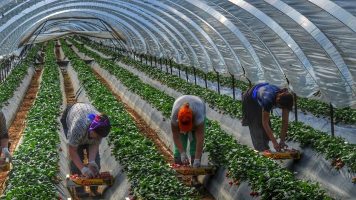 ergatethermokipio malnolada