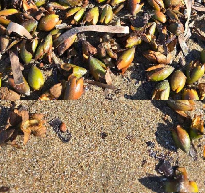 καπροι τηαλασαιλια karpoi 0 thalsa ilia