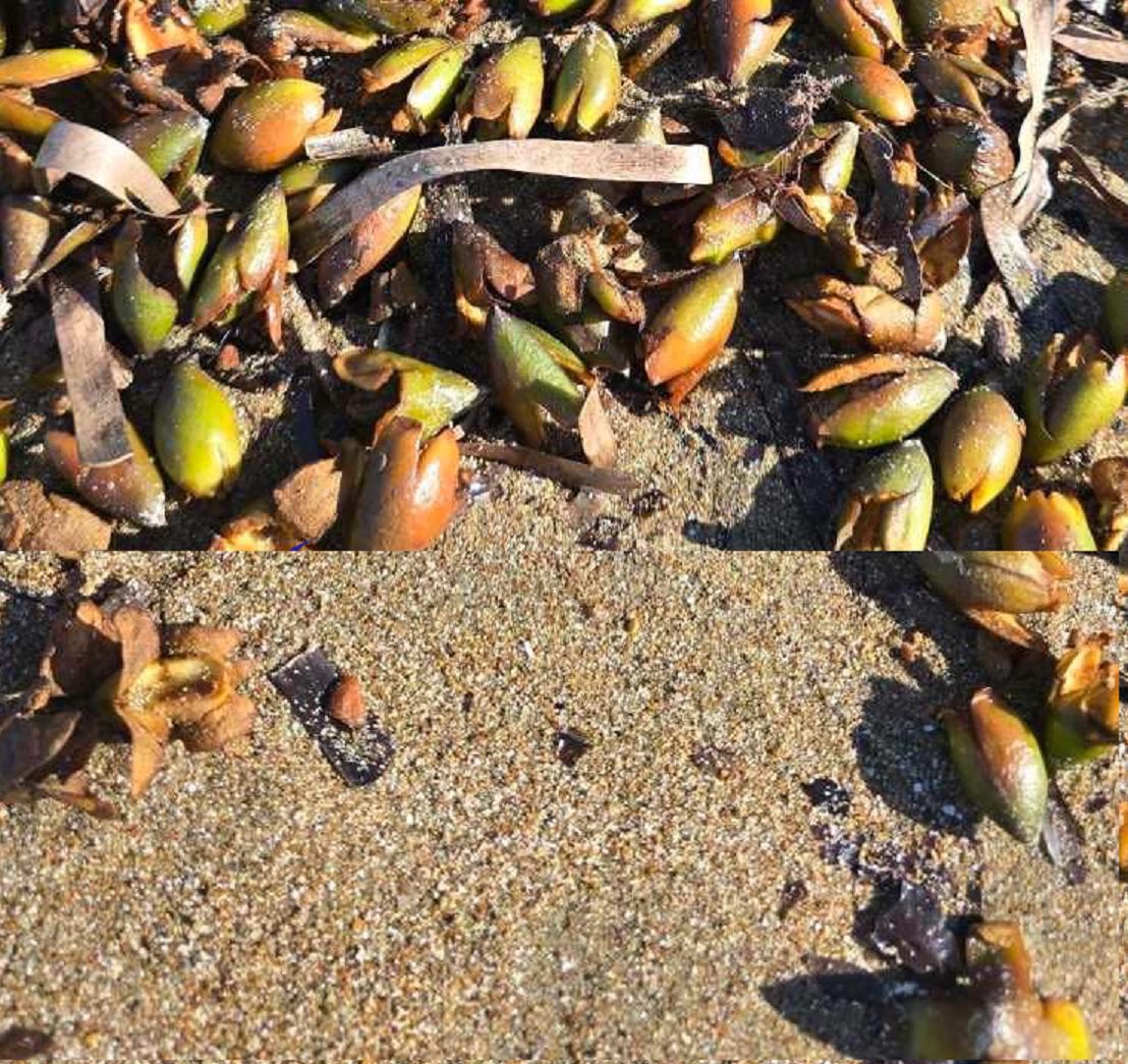 καπροι τηαλασαιλια karpoi 0 thalsa ilia