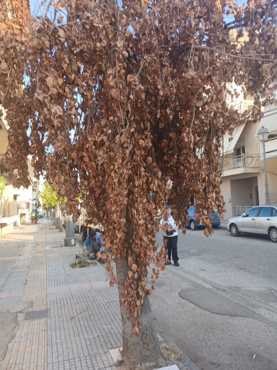 509534426 10237076717400498 8838382652393392699 n