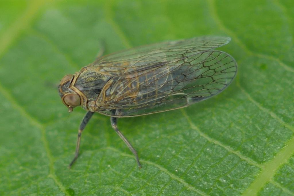 entomo