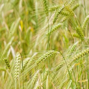 krithari 1211 sitari