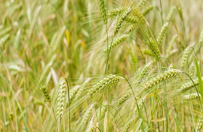 krithari 1211 sitari