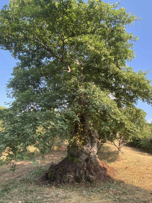 Πλάτανος Λάλα