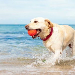 beach dog