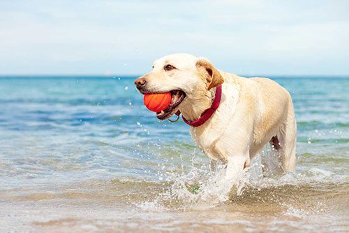 beach dog