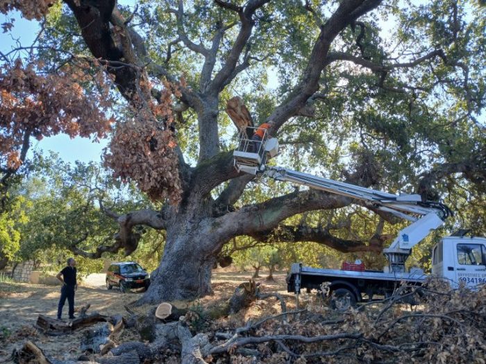 dentro ai lia 768x576