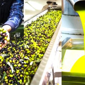 ladi elies elaiotrivio