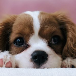 pagkosmia imera skylou