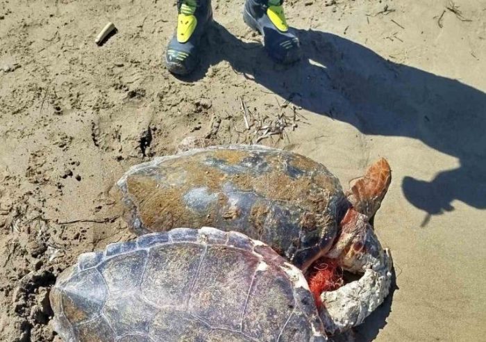 diaswsh xelwnwn koynoypeli 3 768x540