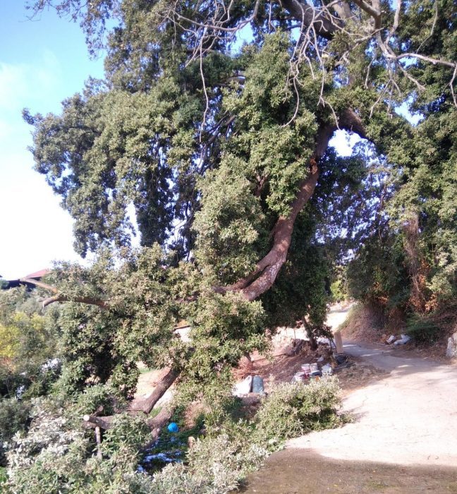 Πτώση κορμού Βελανιδιάς