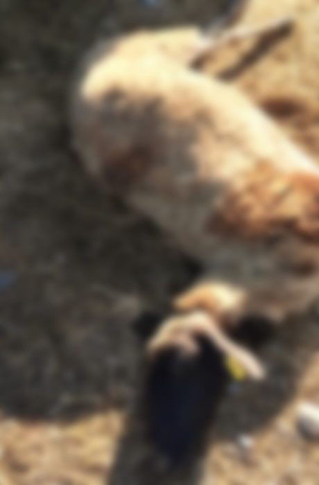 2 KATARROIKOS PHNEIA