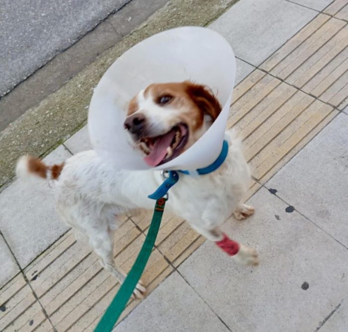 adespotos skylos 768x734