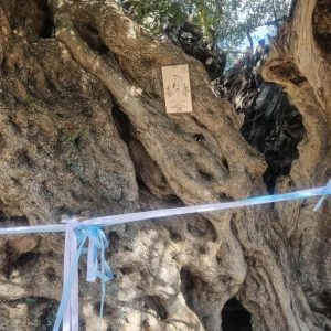 lakonia elia 2000 1 e1760265117609 768x1157