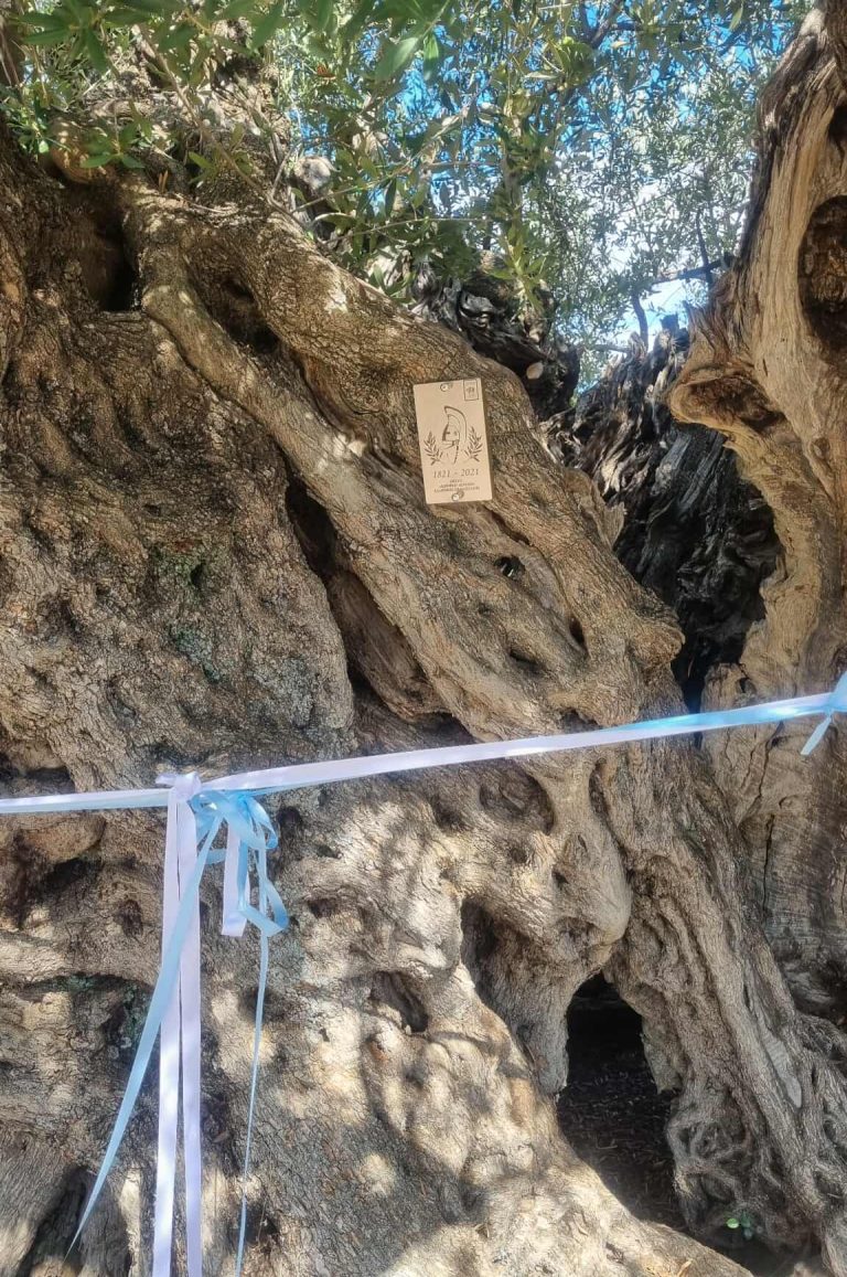 lakonia elia 2000 1 e1760265117609 768x1157