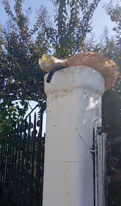 PERISTATIKA GATES HLEIA 2