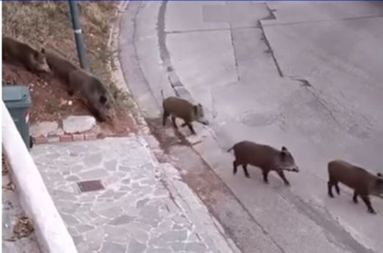 agriogouroyna2 768x508 1 768x508