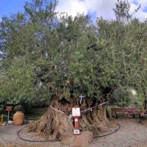 Γηραιότερη Ελιά της Πελοποννήσου