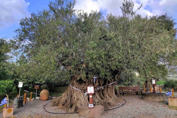 Γηραιότερη Ελιά της Πελοποννήσου