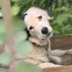 skylos katafygio kunokomeio.jpg