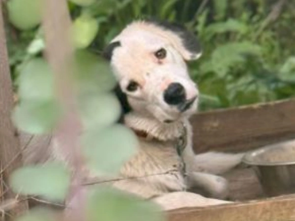 skylos katafygio kunokomeio.jpg