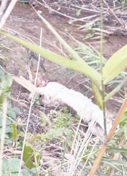 Στιγμιότυπο οθόνης 2026 01 29 083029