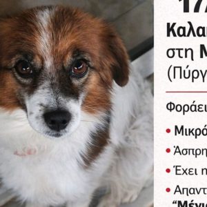 Στιγμιότυπο οθόνης 2026 01 29 083102 960x646