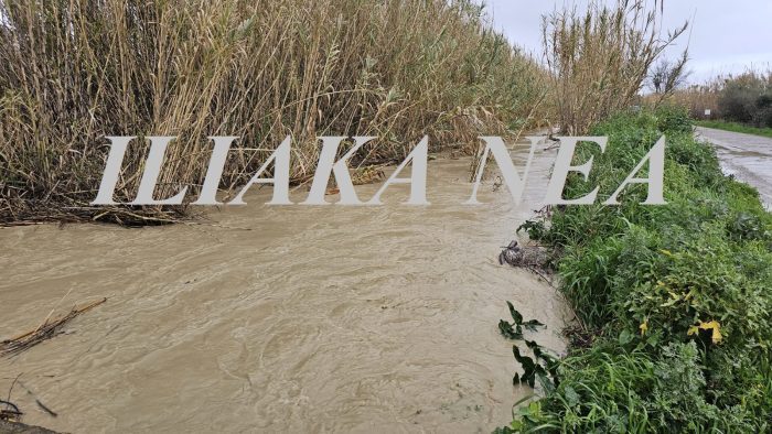 plimira rerma knanali